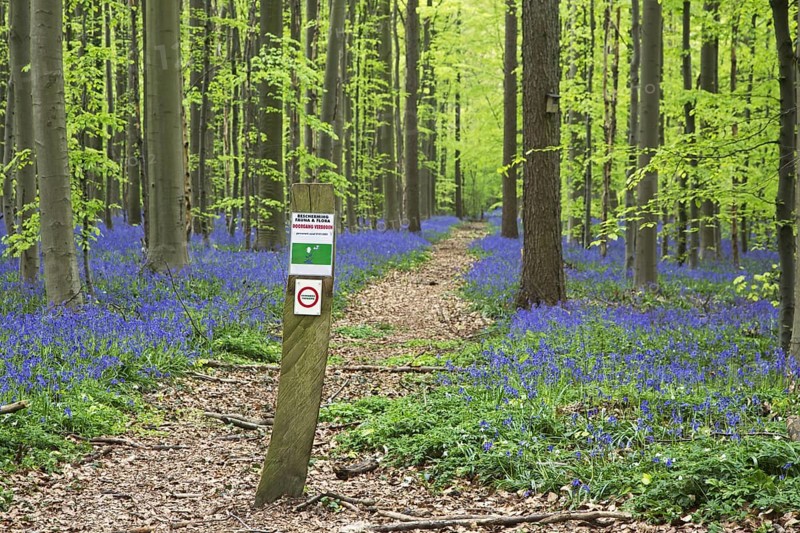Prohibition sign prohibiting entrance and bluebells