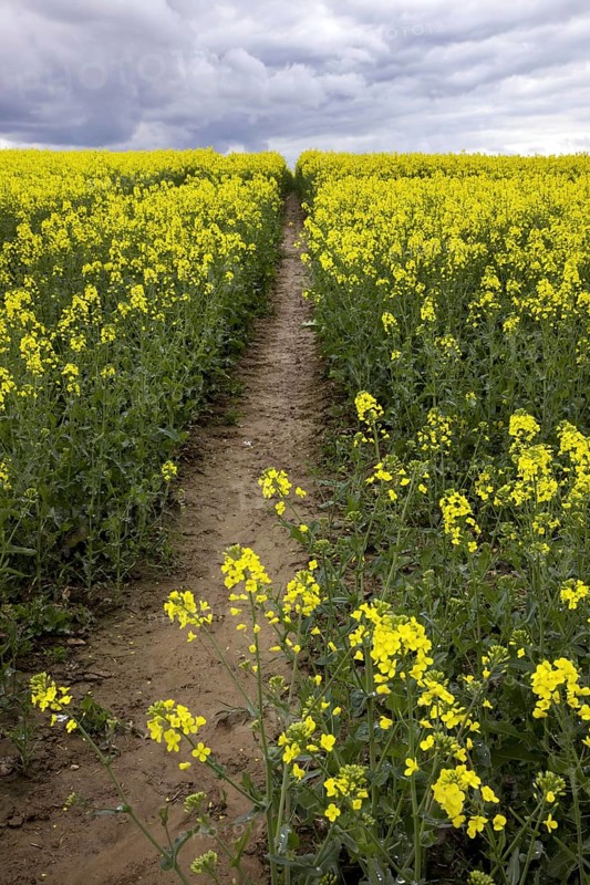Field with rapeseed