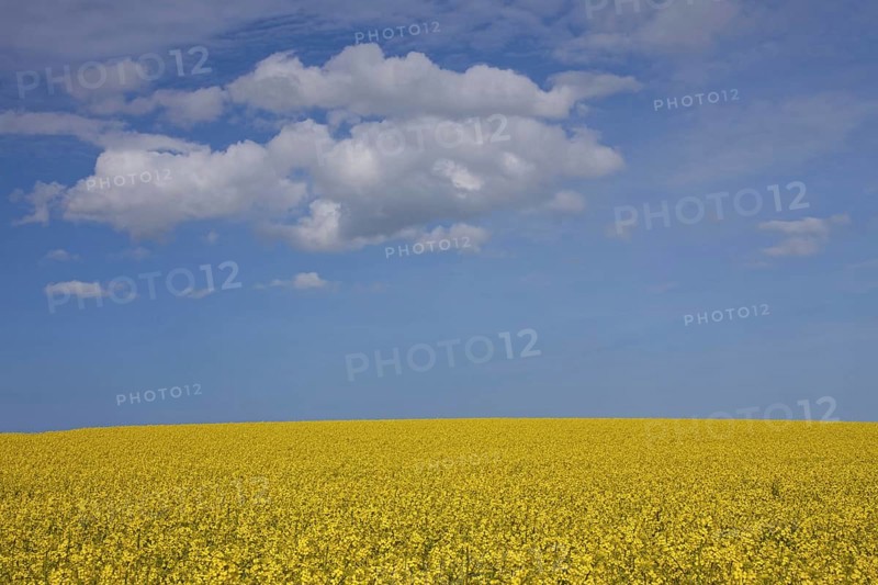 Field with rapeseed