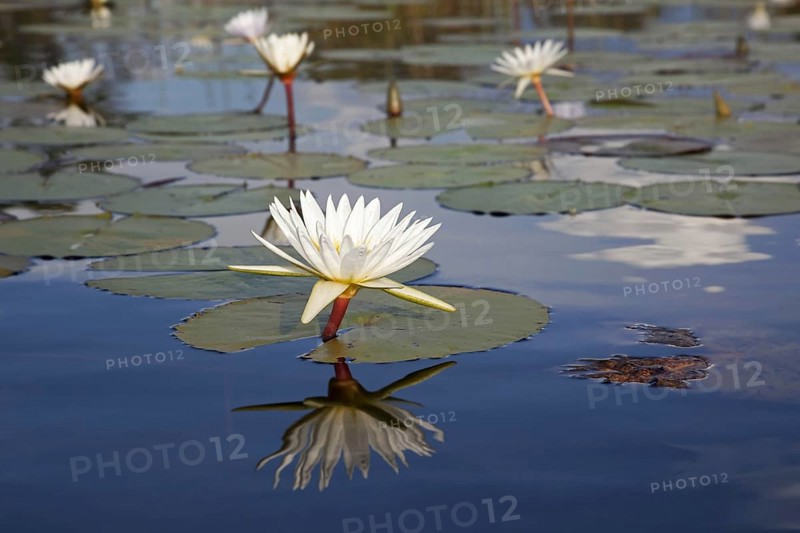 White water lilies in the Okavango Delta