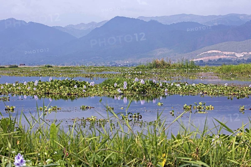 Invasive water hyacinths