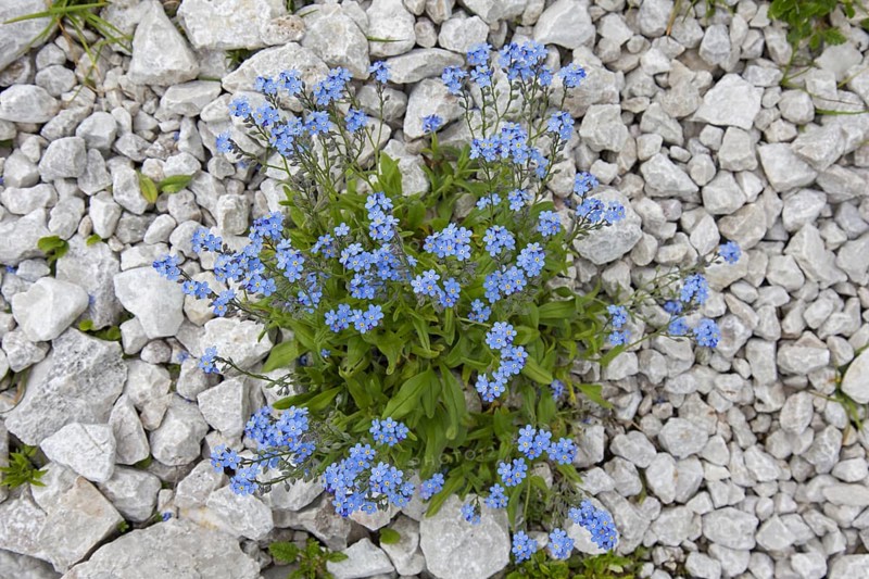 Alpine forget-me-not