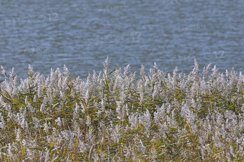 Panicles of common reed