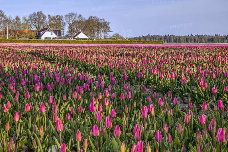 Pink tulips in tulip field in spring