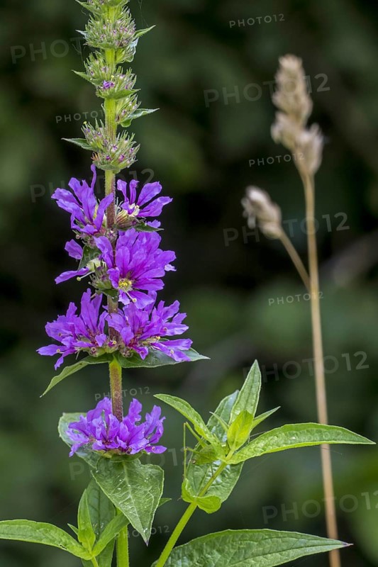 Purple loosestrife