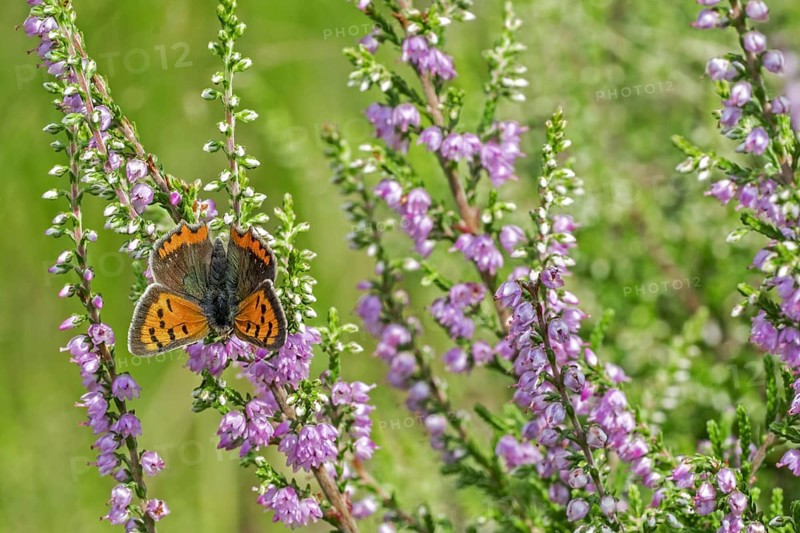 Small copper