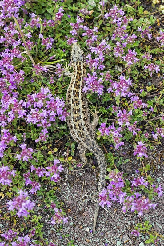 Sand lizard