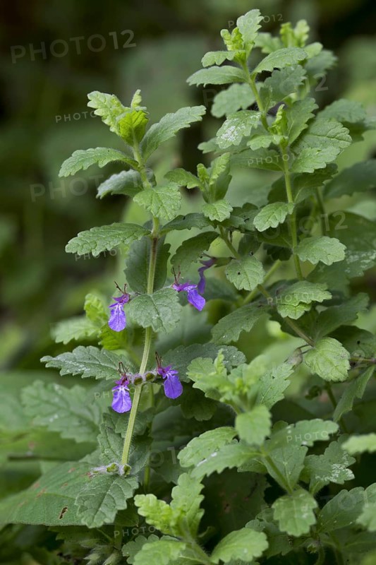 Water germander
