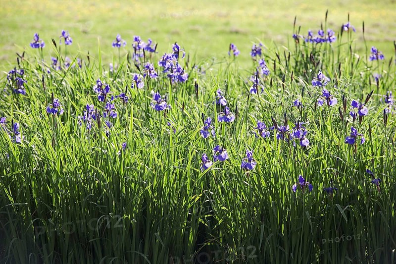 Siberian Iris