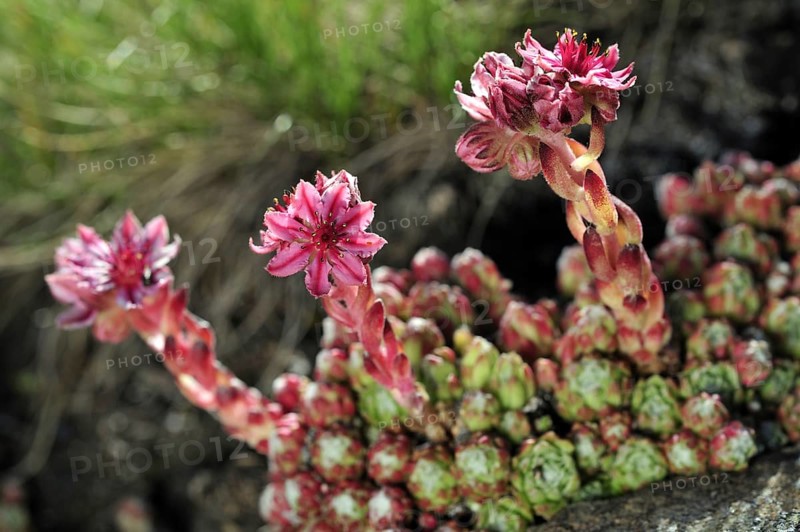 Cobweb houseleek