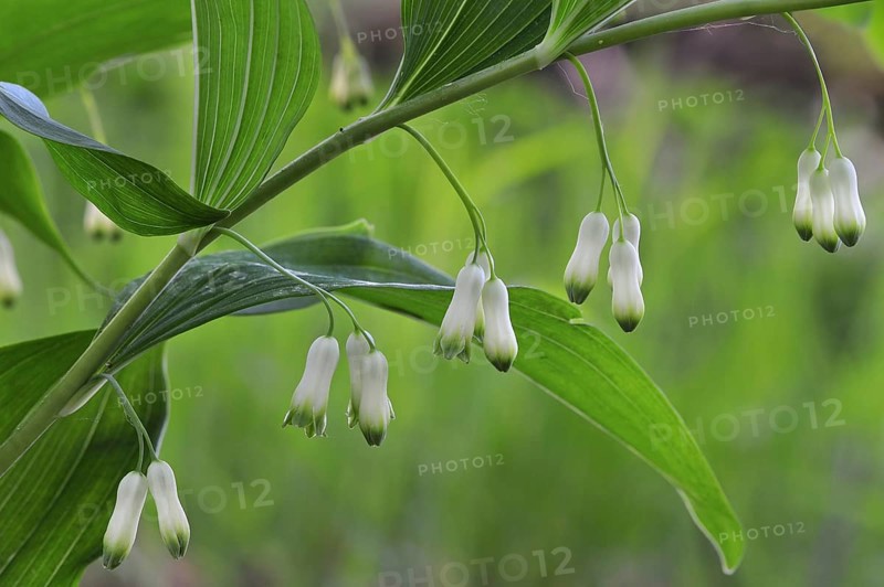Common Solomon's-seal