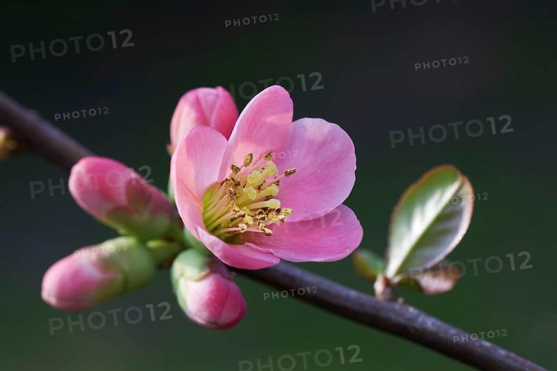 Japanese quince