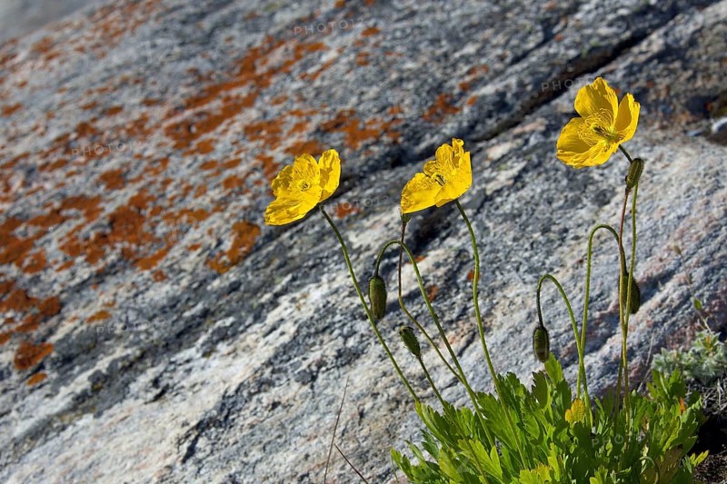 Arctic poppy