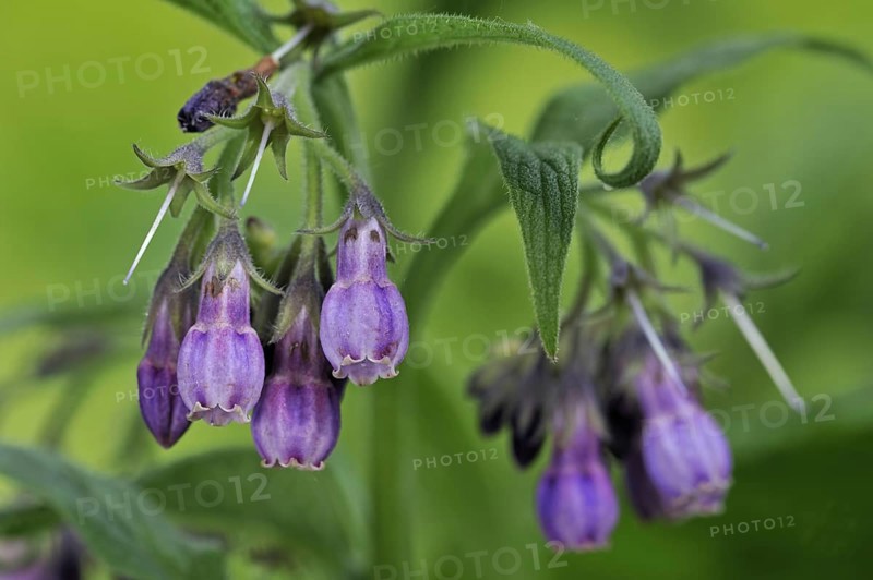 Common comfrey
