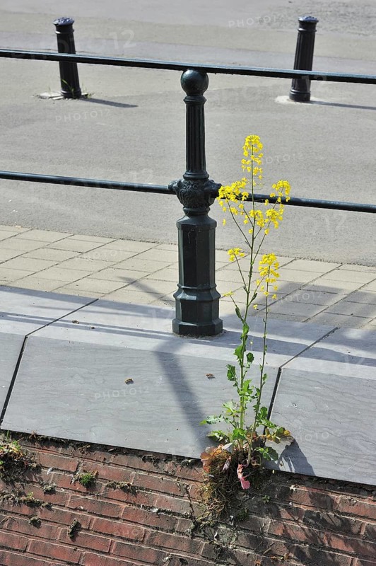 Wild mustard