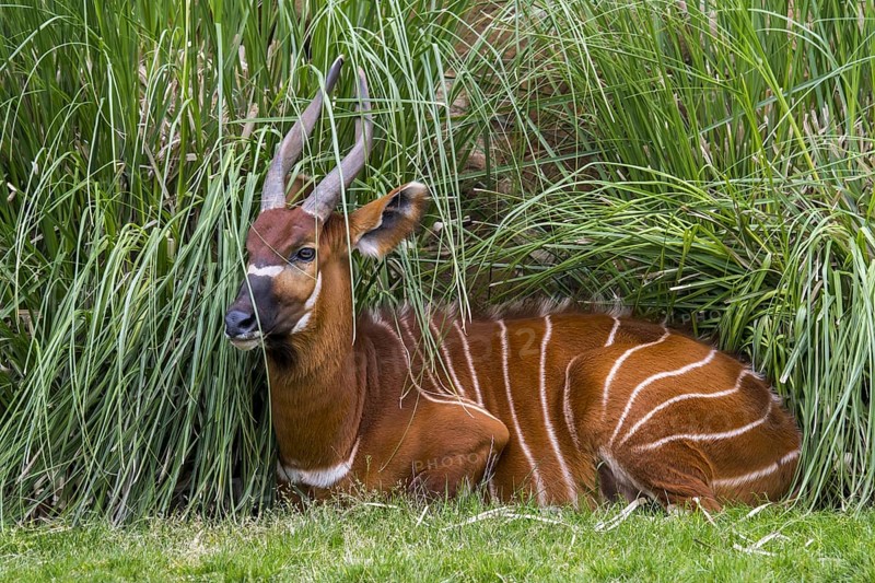 Bongo