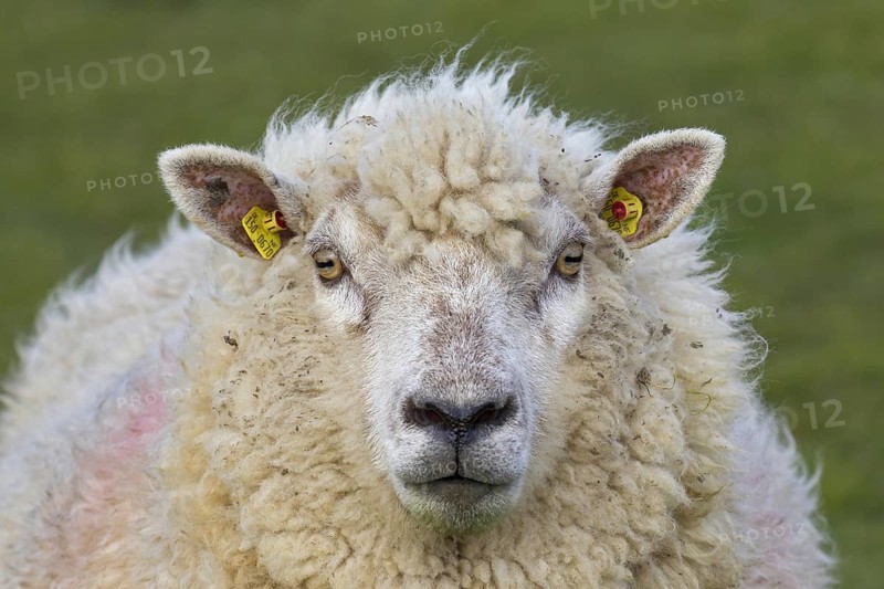 Close up of tagged white sheep ewe with two yellow eartags