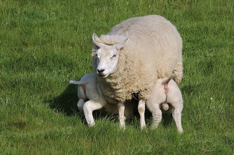 Domestic Texel sheep