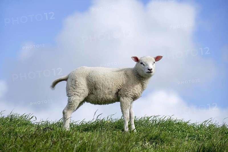 Texel sheep lamb