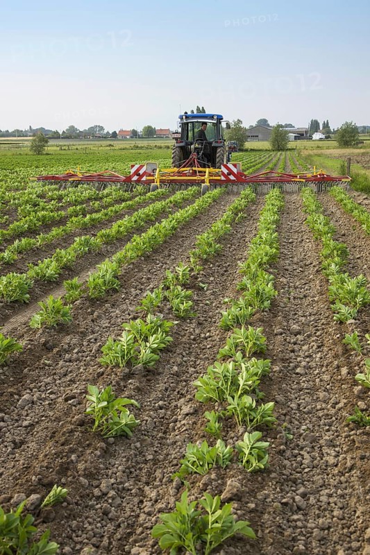 Tractor pulling spring tine weed harrow