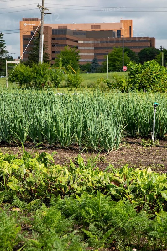 Ypsilanti