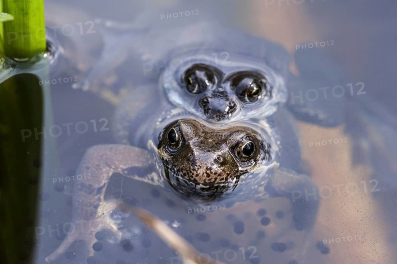 European common brown frogs