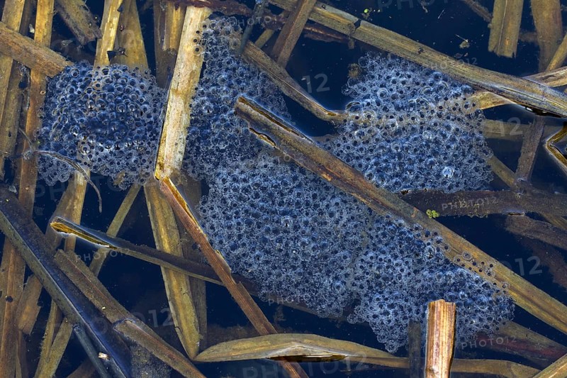 Moor Frog