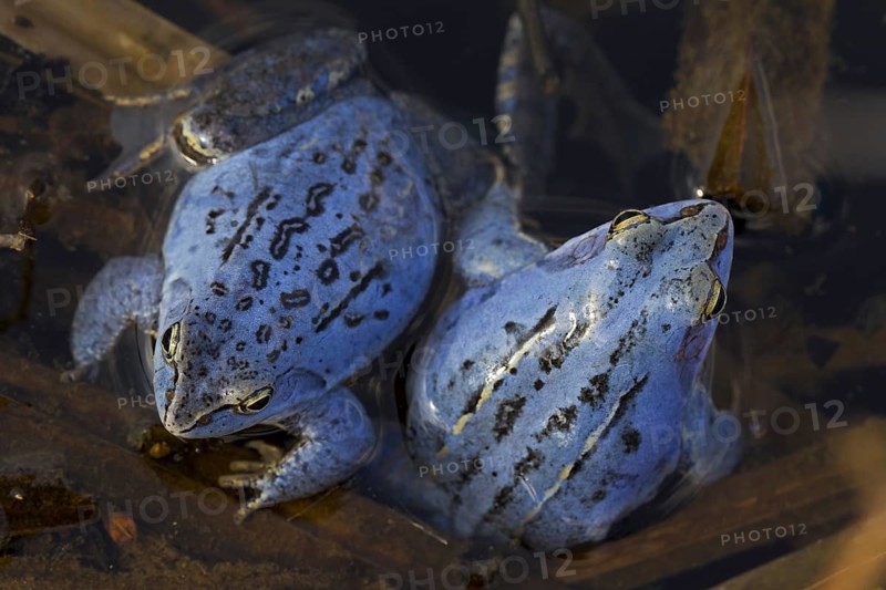 Two Moor Frogs