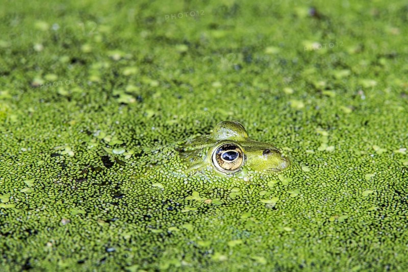 Edible frog