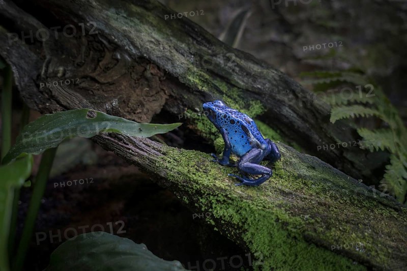 Blue poison dart frog