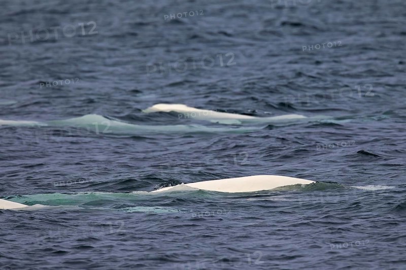 Pod of belugas