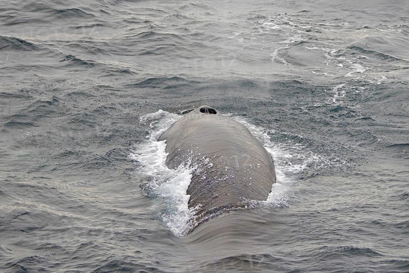 Fin whale
