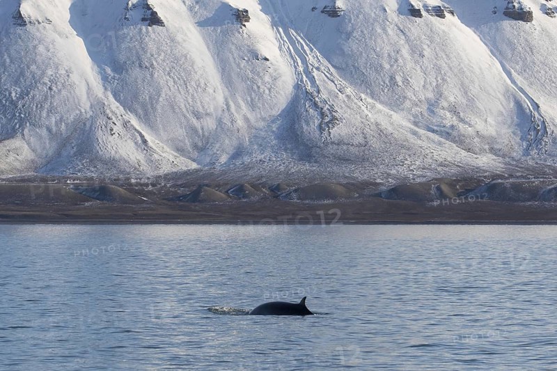 Northern minke whale