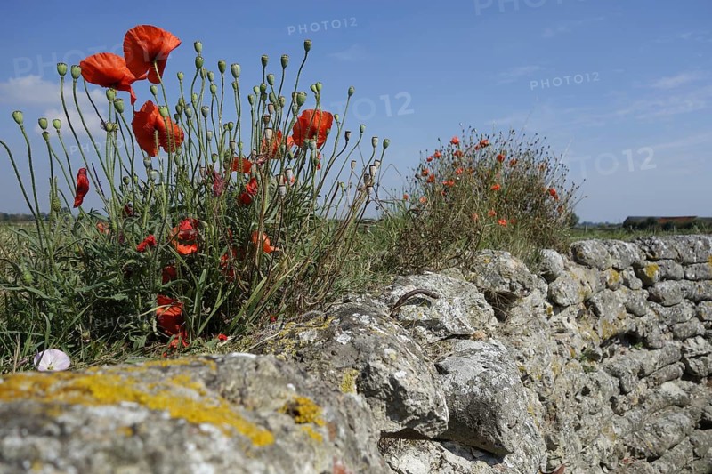 Poppies growing on sandbags at the Dodengang
