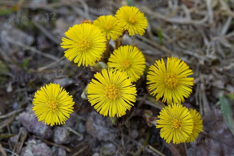 Coltsfoot