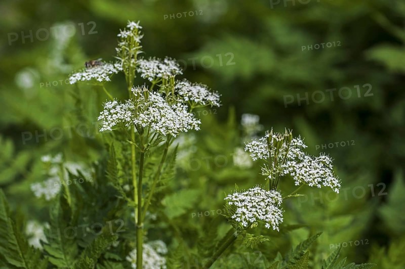 Sweet cicely