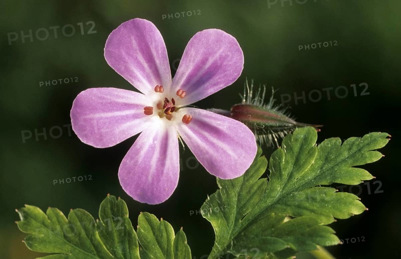 Herb robert