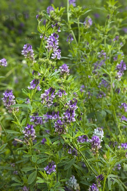 Field with alfalfa
