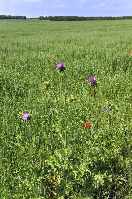 Blessed milk thistle
