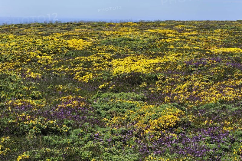 Flowering heather and gorse on top of cliff at the Pointe du Raz at Plogoff