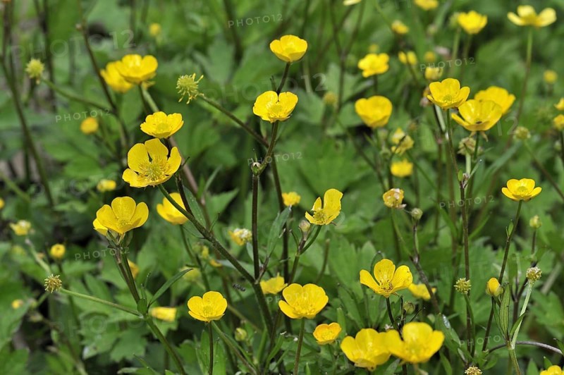 Meadow buttercup