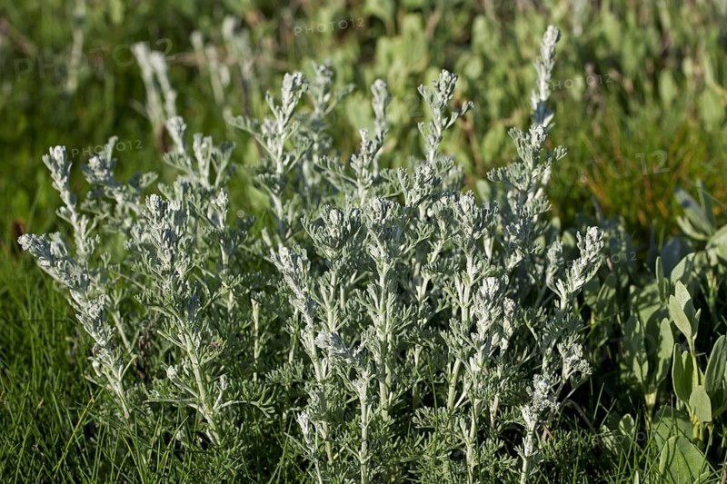 Sea wormwood