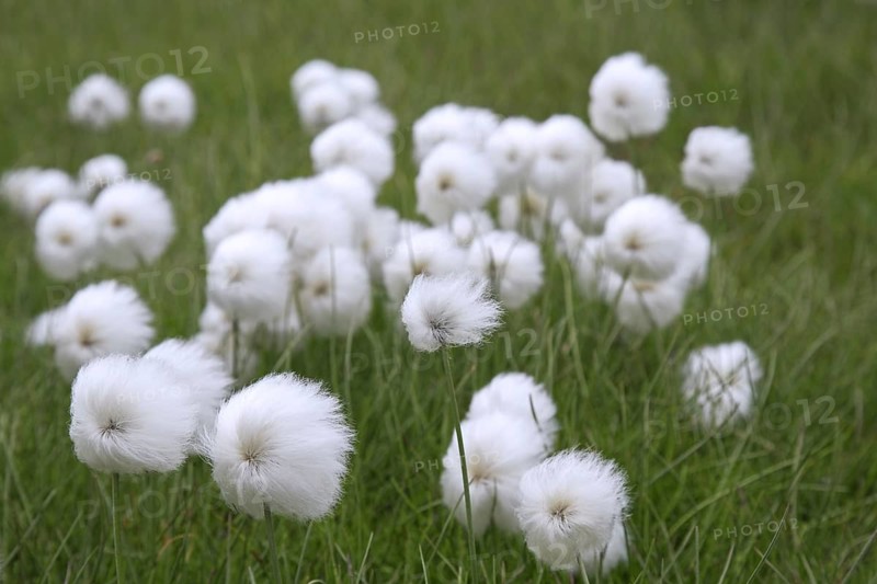 Polar White Cottongrass
