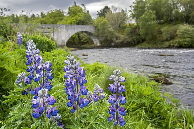 18th century Old Spey Bridge and lupines flowering along the River Spey at Grantown-on-Spey