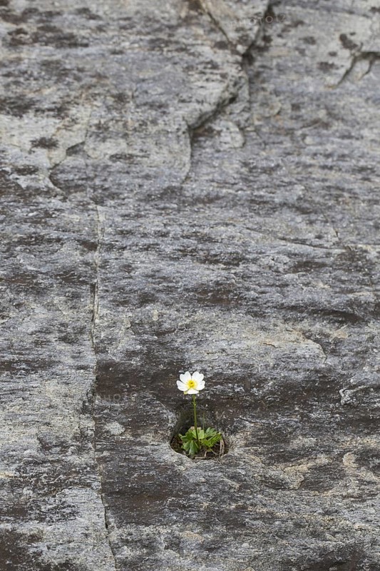 Alpine crowfoot