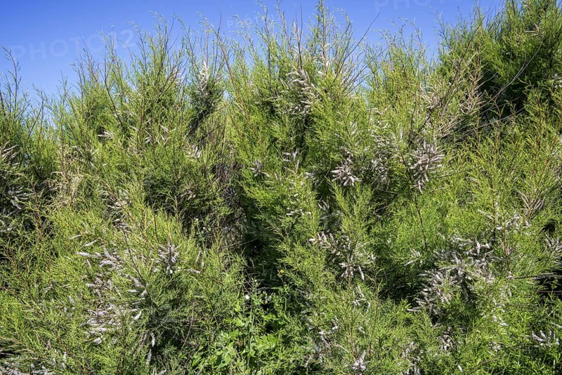 African tamarisk