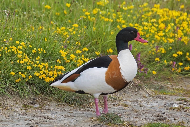 Common shelduck