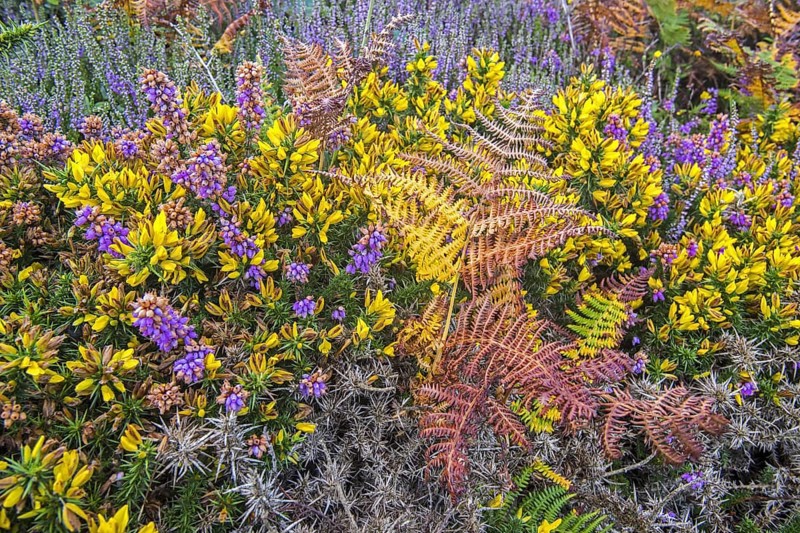 Bell heather