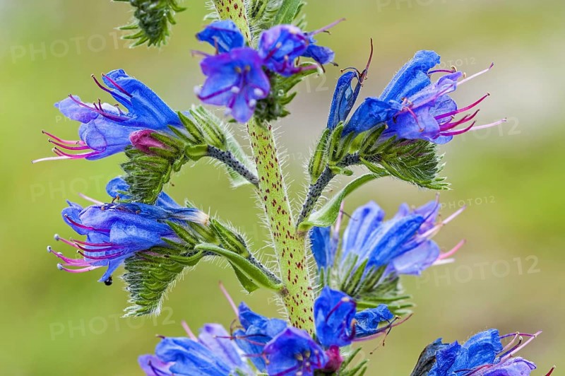 Viper's bugloss