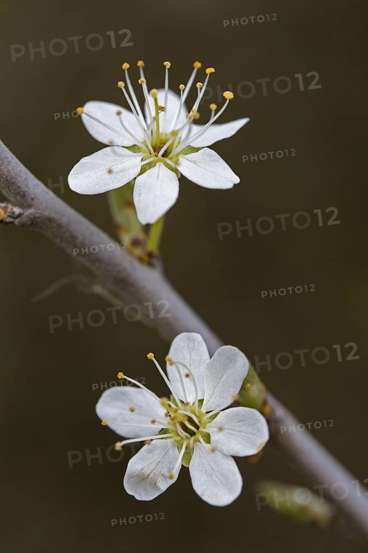 Blackthorn